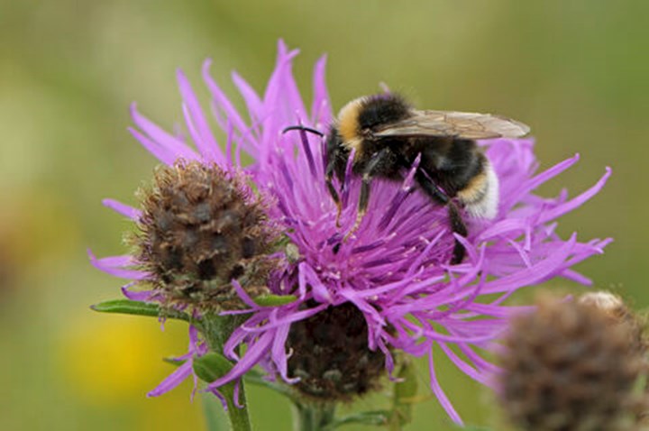 wildlifetrusts_40556801908 (1).jpg
